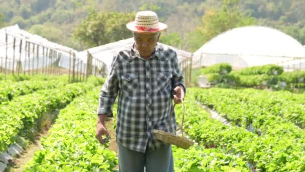 Boldog Ázsiai Férfi Vezető Farmer Dolgozik Ökológiai Eper Farm Betakarítás — Stock videók