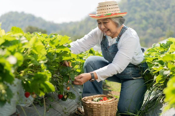 快乐的亚洲老年女性农民在有机草莓农场工作 收割草莓 农业有机新鲜草莓和农用工业 免版税图库照片