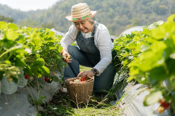 快乐的亚洲老年女性农民在有机草莓农场工作 收割草莓 农业有机新鲜草莓和农用工业 图库照片