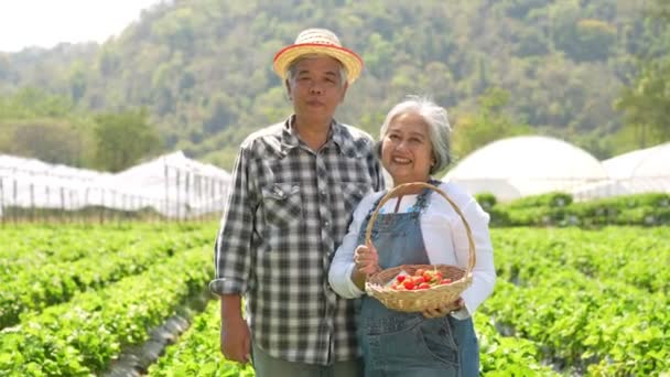 Счастливая Азиатская Старшая Пара Фермер Работающая Органической Клубничной Ферме Собирать — стоковое видео