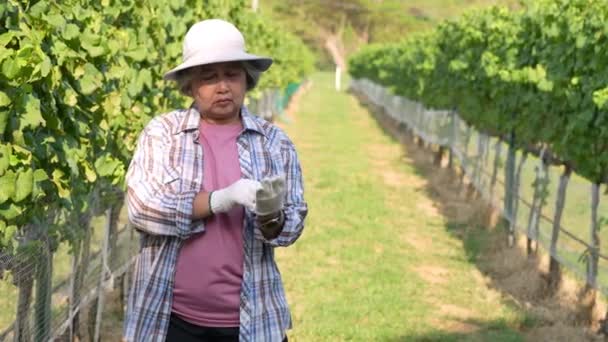 Portrait Asian Senior Man Farmer Standing Organic Vineyard Farm Making — Stock Video