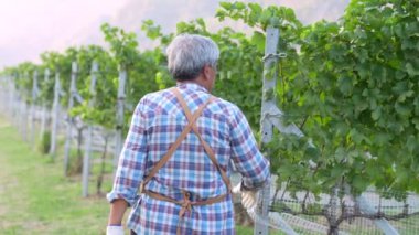 Şarap yapmak için organik üzüm bağı çiftliğinde duran Asyalı yaşlı çiftçinin portresi. Taze hasat edilmiş tarım üzümleri ve teknoloji konseptiyle tarım endüstrisi..