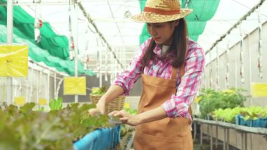 Mutlu Asyalı kadın çiftçinin portresi, bir sera bahçesindeki organik bir çiftlikte taze sebze salatası sepeti, sağlık için organik tarım kavramı, vegan gıda ve küçük işletmeler..