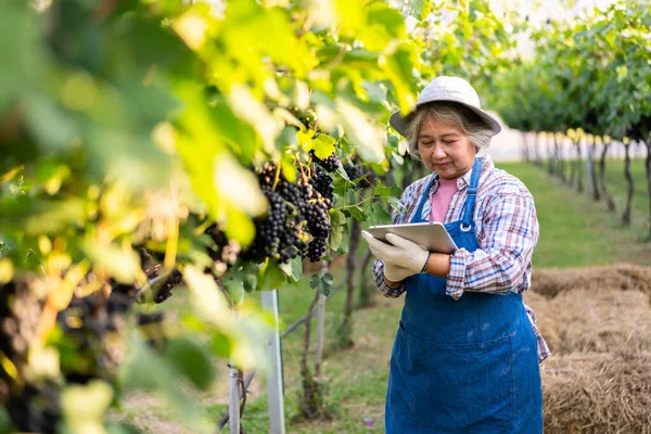 亚洲资深女农民在收获前使用药片检查有机葡萄的质量 农业有机新鲜收获葡萄与农业技术概念 图库照片