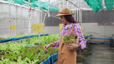 Mutlu Asyalı kadın çiftçinin portresi, bir sera bahçesindeki organik bir çiftlikte taze sebze salatası sepeti, sağlık için organik tarım kavramı, vegan gıda ve küçük işletmeler..