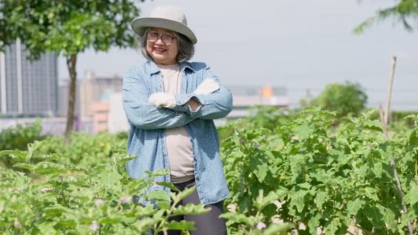 在有机蔬菜农场工作的快乐而活跃的亚洲老年妇女 老年人退休后的新职业和业余爱好 长者活动及快乐成熟退休的概念 — 图库视频影像