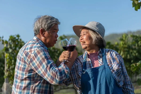 Happy old elderly couple with a glass of red wine celebrate the good harvest of grapes.  Old couple of Asian flavors and checking red outside in a vineyard on a vineyard background.