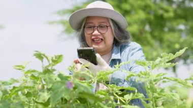 Mutlu ve aktif yaşlı Asyalı kadın organik sebze çiftliğinde çalışıyor. Yeni meslek ve hobi emeklilikten sonra. Yaşlılar aktivitesi ve olgun emeklilik kavramı.