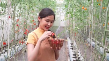 Kendi yetiştirdiği organik çiftlikte çalışan mutlu bir çiftçi ve markette yemek pişirmek ve satmak için sepetlerde taze kırmızı domates topluyor. Tarım endüstrisi ve küçük işletme konsepti