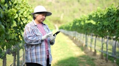 Asyalı yaşlı çiftçiler hasattan önce şarap yapmak için organik üzümlerin kalitesini kontrol etmek için tablet kullanırlar. Taze hasat edilmiş tarım üzümleri ve teknoloji konseptiyle tarım endüstrisi..