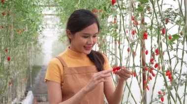 Kendi yetiştirdiği organik çiftlikte çalışan mutlu bir çiftçi ve markette yemek pişirmek ve satmak için sepetlerde taze kırmızı domates topluyor. Tarım endüstrisi ve küçük işletme konsepti