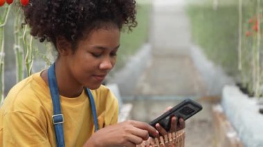 Kendi yetiştirdiği organik çiftlikte çalışan mutlu bir çiftçi ve markette yemek pişirmek ve satmak için sepetlerde taze kırmızı domates topluyor. Tarım endüstrisi ve küçük işletme konsepti