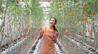 Kendi yetiştirdiği organik çiftlikte çalışan mutlu bir çiftçi ve markette yemek pişirmek ve satmak için sepetlerde taze kırmızı domates topluyor. Tarım endüstrisi ve küçük işletme konsepti