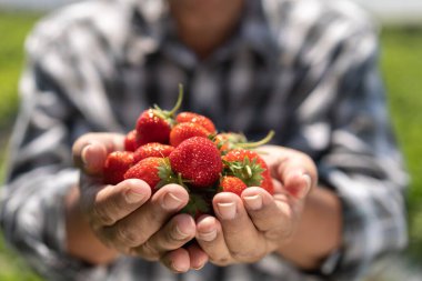 Mutlu Asyalı kıdemli çiftçi organik çilek çiftliğinde çalışıyor ve çilek topluyor. Çiftlik organik taze çilek ve tarım endüstrisi..