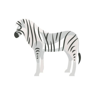 Siyah beyaz çizgili bir zebra..