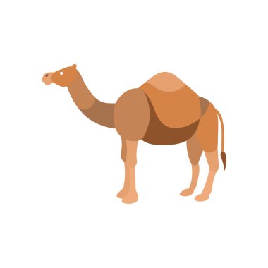 Kahverengi bir deve ile bir kambur.