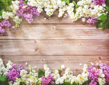Blooming lilac flowers (syringa vulgaris) on rustic wooden table. Top view banner with copy space  clipart