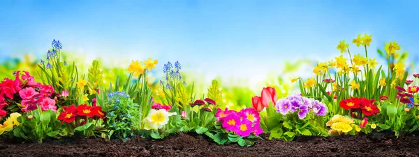 Tavaszi Virágok Kertben Kék Napos Előtt — Stock Fotó