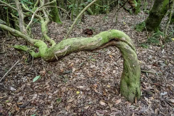 stock image twisted log covered with moss in  lush forest at Madeira inland, shot in bright fall light at Chao des Lauros, Portugal