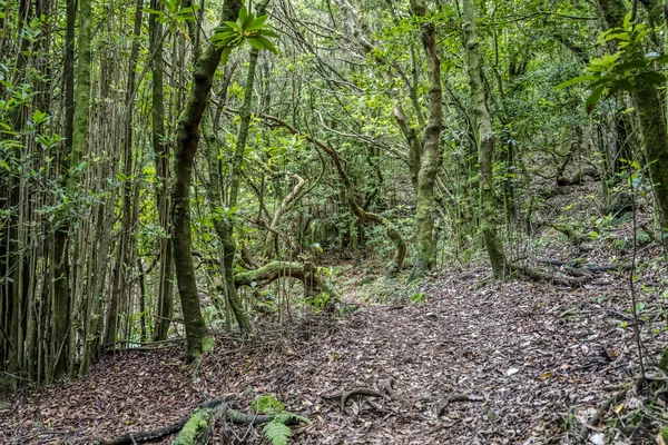Τοπίο Πλούσια Δάση Στην Ενδοχώρα Της Μαδέρας Έντονο Φθινοπωρινό Φως — Φωτογραφία Αρχείου
