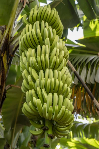 Racimo Plátanos Árbol Plantación Costa Sur Del Atlántico Isla Madeira — Foto de Stock