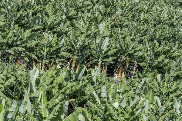 Piantagione Banane Folta Chioma Sulla Sponda Atlantica Meridionale Dell Isola — Foto Stock