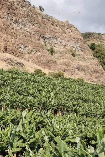 Landskap Med Bananplantager Branta Vulkaniska Klippor Södra Atlantkusten Madeira Fotograferade — Stockfoto