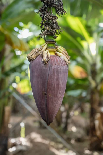 Flor Plátano Árbol Plantación Orilla Sur Del Atlántico Isla Madeira — Foto de Stock