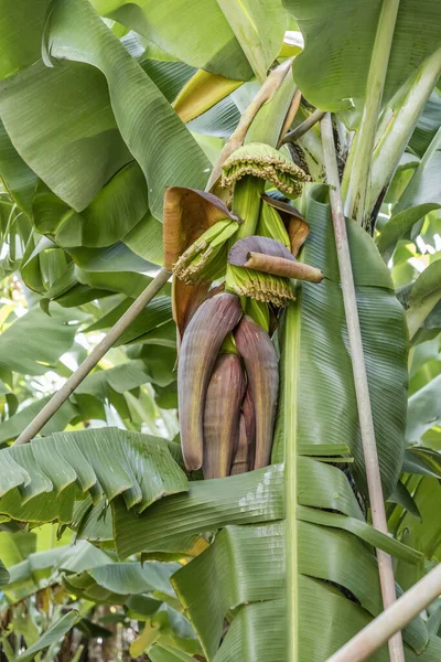 Flor Plátano Abre Árbol Plantación Orilla Sur Del Atlántico Isla — Foto de Stock