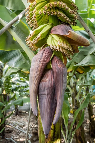 Inflorescencia Del Plátano Plantación Orilla Sur Del Atlántico Isla Madeira — Foto de Stock