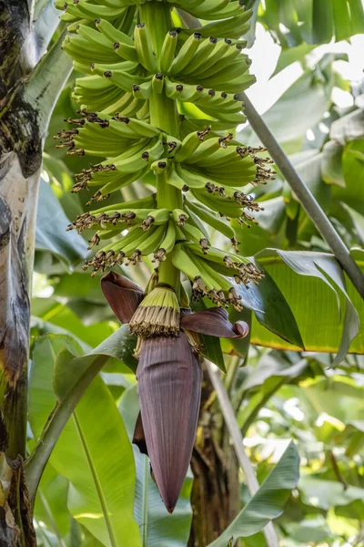 Flor Plátano Racimo Árbol Plantación Orilla Sur Del Atlántico Isla — Foto de Stock