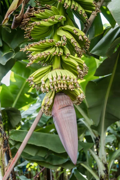 Apertura Flor Plátano Racimo Árbol Plantación Orilla Sur Del Atlántico — Foto de Stock