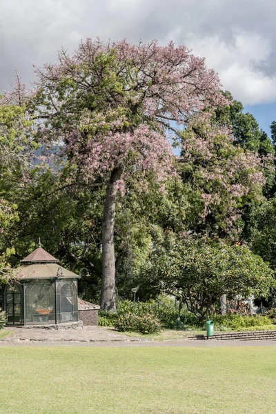 Tarih Kasabasının Halka Açık Bahçesinde Çiçek Açan Uzun Korisia Speciosa — Stok fotoğraf