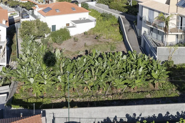 Pejzaż Powietrzny Historycznego Miasta Małą Plantacją Bananów Wśród Domów Wzgórzach — Zdjęcie stockowe