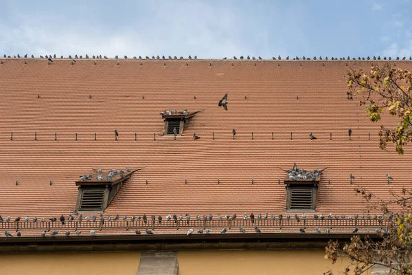 Pejzaż Miejski Gołębiami Dachówkami Dachu Kościoła Lehonarda Centrum Miasta Nakręcony — Zdjęcie stockowe