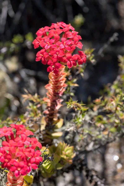 Detail Crassula Coccinea Flower Shot Table Mountain Bright Summer Light — Stock Photo, Image