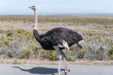 Erkek devekuşu Smitswinkel düzlüklerinde, parlak yaz ışığında vuruldu, Cape Town, Batı Burnu, Güney Afrika