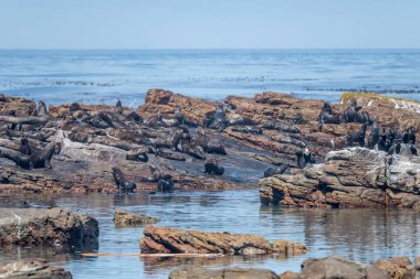 Cape of Good Hope 'da kayalık kıyılarda fok balığı bulunan manzara, parlak yaz ışığında Cape Town, Batı Burnu, Güney Afrika
