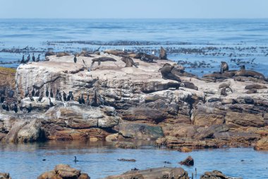 Ümit Burnu 'nun kayalık sahillerinde uzanan kormoranlar ve foklarla dolu manzara, parlak yaz ışığında Cape Town, Batı Burnu, Güney Afrika