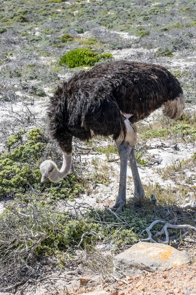 Mannelijke Struisvogel Kaap Goede Hoop Geschoten Fel Zomerlicht Kaapstad West — Stockfoto
