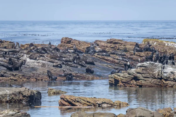 Cape of Good Hope 'da kayalık kıyılarda fok balığı bulunan manzara, parlak yaz ışığında Cape Town, Batı Burnu, Güney Afrika