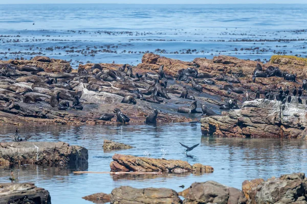 位于南非西开普省开普敦 一个阳光灿烂的夏天 一群海豹躺在好望角的岩石海岸上的风景 — 图库照片