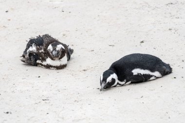 Yumurtadan çıkan ve yetişkin penguenler, Boulders plajında uzanan, parlak yaz ışığında çekilen Cape Town, Batı Cape, Güney Afrika