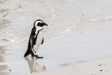 Penguen Boulders sahilinde ıslak kumda yürüyor, parlak yaz ışığında çekilmiş, Cape Town, Batı Burnu, Güney Afrika