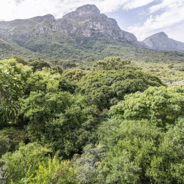 Masa Dağı yamaçlarının altında sık orman yaprakları olan hava manzarası, Kristenbosch Bahçeleri 'nde parlak yaz ışığında çekildi, Cape Town, Batı Burnu, Güney Afrika