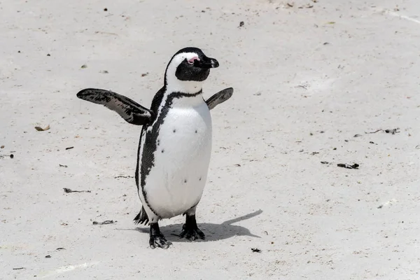 Pinguin Breitet Flügel Auf Sand Strand Von Boulders Aus Aufgenommen — Stockfoto