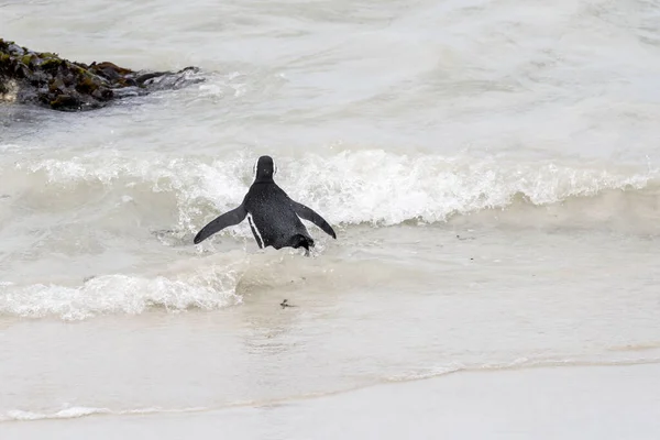 Pingvin Går Vatten Skum Vid Boulders Stranden Skjuten Starkt Sommarljus — Stockfoto