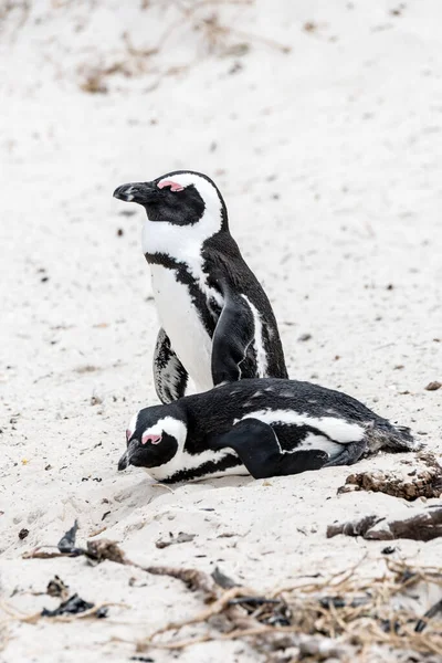 stock image standing and lying penguins   on sand at Boulders beach, shot in bright summer light, Cape Town, Western Cape, South Africa