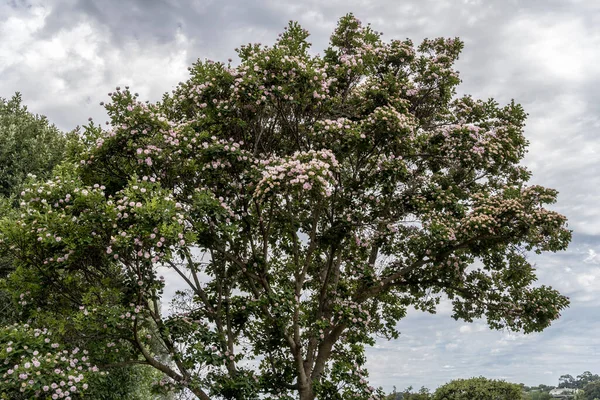 Blühender Pomponbaum Aufgenommen Kristenbosch Gardens Hellen Sommerlicht Kapstadt Westkap Südafrika — Stockfoto