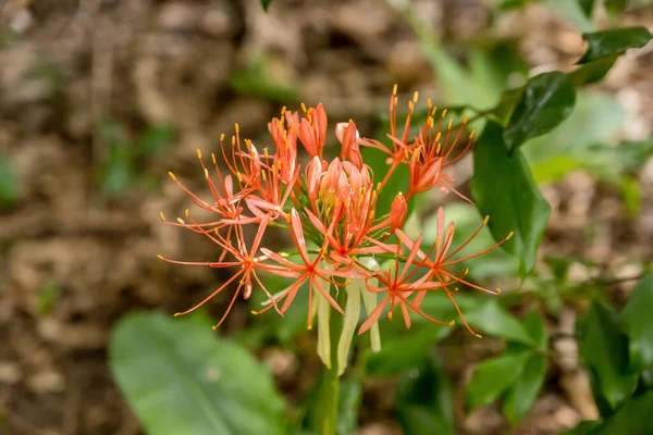 Scadoxus Multiflorus Kwiat Strzał Kristenbosch Ogrody Jasnym Świetle Letnim Cape — Zdjęcie stockowe